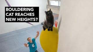 Semi-Pro Cat Coached to Climb Hard