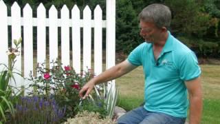 Perennial Rejuvenation: Rose-Hill Gardens Video Series Episode Six