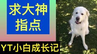 YT订阅 求大神指点   YT小白成长记