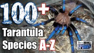 Top 100 Plus Favorite Tarantula Species - A Collection Tour