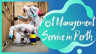 Pest Management Service in Perth |  Fast Pest Control | Get Rid of All Types of Pests