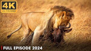 WILD NAMIBIA | Lion Pride: Never Ending Battle | Nature Animal Documentary