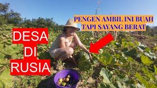 SUASANA DESA DI RUSIA | BERCOCOK TANAM DAN BETERNAK | PANEN BUAH DAN SAYUR BEBAS SAMA PEMILIKNYA