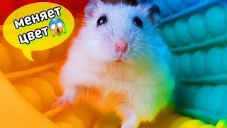 Хомяк ИЗМЕНЯЕТ ЦВЕТ в ПОП ИТ ЛАБИРИНТЕ!  Hamster Stories