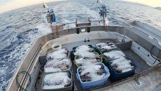 Fresh Market Rockfish! - Catching and Cleaning Alaska Rockfish | Alaska Rockfish Jigging