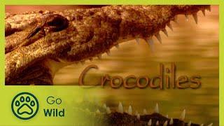 Crocodiles - The Whole Story 5/13 - Go Wild