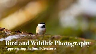 Wildlife Photography Appreciating the Small Creatures