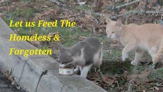 Delivery Driver Feeds Homeless Animals