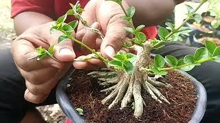 Tahapan perantingan bonsai sancang mame #real #bonsai #bonsaisancang #shorts #tanaman rahapanbonsai