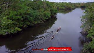 AMAZON RULER! 10 Animals that Inhabit the Amazon River Forest