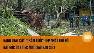 Hàng loạt cây "trăm tuổi" đẹp nhất Thủ đô bật gốc gây tiếc nuối sau bão số 3