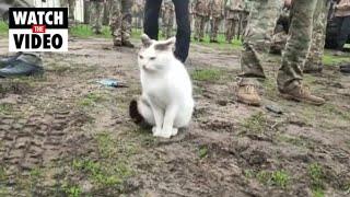 Cat joins in ceremony honouring Ukrainian soldiers