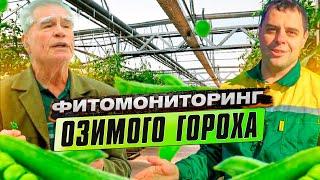 Состояние посевов озимого гороха | Пояснения, советы и рекомендации специалистов ТД Киссон