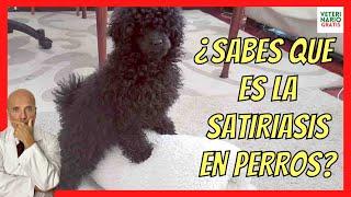  HOW TO CALM A DOG WITH SATYRIASIS  (EXCESS OF SEXUAL APPETITE)