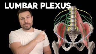 The Lumbar Plexus, Explained | Corporis