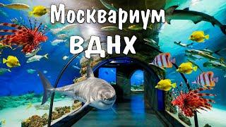 Москвариум на ВДНХ | Что посмотреть | Сколько стоит