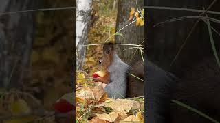 Squirrel eats an apple