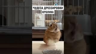 Чудеса дрессировки кролика