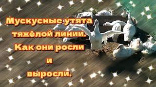 Индоутята тяжёлой линии росли,росли,и выросли! На экономном содержании!