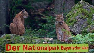 Der Nationalpark Bayerischer Wald mit Tier Freigelände, Baumwipfelpfad, Steinzeithöhle und Lusen.