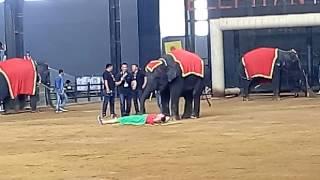 Thailand elephant massages the patient then dancing