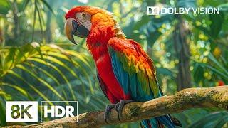 The Charming World in Dolby Vision™ | 8K HDR