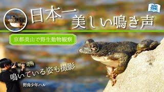 【57京都美山 野生動物観察】日本一美声なカジカガエルの鳴き声 野鳥や昆虫も登場！