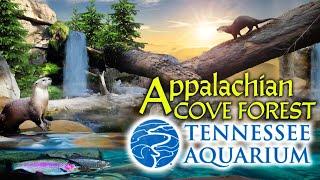 Zoo Tours: The Appalachian Cove Forest | Tennessee Aquarium (1992)