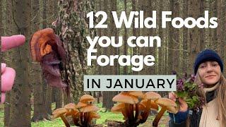 12 Wild Foods, Medicinal Plants & Fungi to Forage in January | UK Winter Foraging