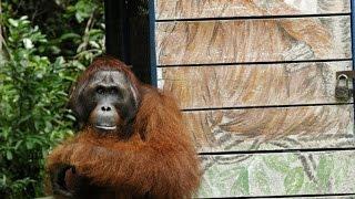 Orangutan - Camp Leakey Borneo Indonesia