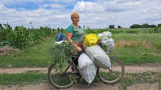 Вот тебе и хозяйка! Бурьян на 3-х огородах выше головы