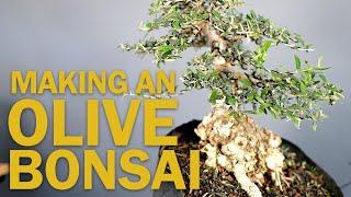 Making an Olive Bonsai Tree - Wiring and Pruning