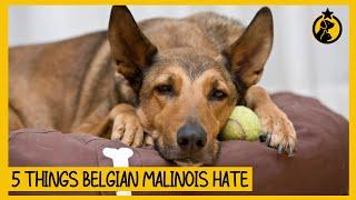 5 Things Belgian Malinois Hate That You Should Avoid