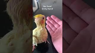 An Angry Baby Bird – His Reaction to an Empty Hand