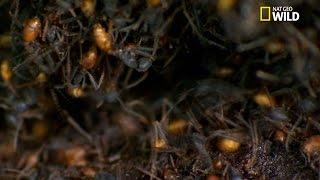 L'incroyable "nid" des fourmis légionnaires