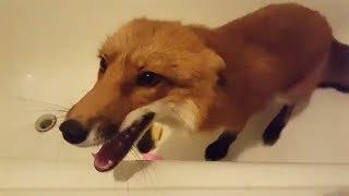 Tiki the fox so much likes eating the soap (Day 172)