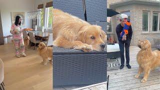 The Sterls And Colly Show | The Lovable Golden Retrievers