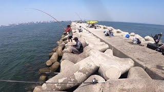 Heboh pisan ‼️ Musim yang di tunggu pemancing || batrean dam ijo tanjung priok