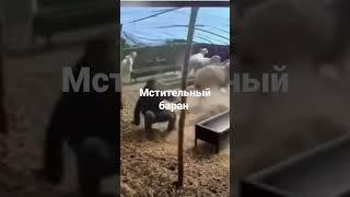 агрессивный баран