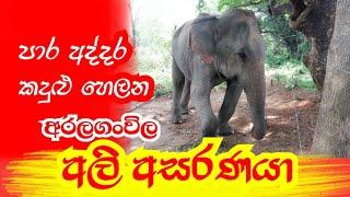 අරලගංවිල ආබාධිත අලියා Aralaganwila disabled elephant ලස්සන දෙරණ