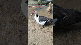 Very beautiful Female Muscovy Duck #bird #cristmas #shortvideo #shorts #shortsviral #funny #chicken