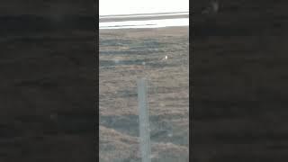 Prudhoe Bay, AK Arctic fox shedding its white winter coat for the brown summer coat.