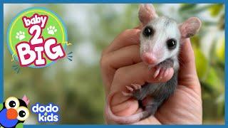 Adorable Possum Slobbers All Over Rescuers To Show His Love | Baby 2 Big | Dodo Kids