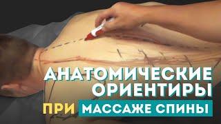 Рабочая последовательность, анатомические особенности и ориентиры при массаже спины