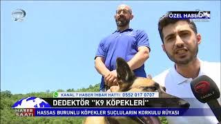 Dedektör 'K9 Köpekleri'