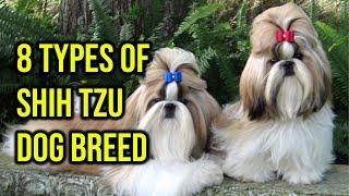 The 8 Types Of Shih Tzu Dog Breed You Need To Know