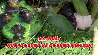 Kỹ thuật nuôi ốc bươu đen - ốc bươu sinh sản