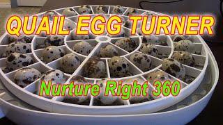 QUAIL EGG TURNER - For the Nurture Right 360