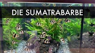 Tiger Barb | Puntigrus cf. tetrazona