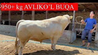 GIGANT AVLIKO’l buqa 950 kg +998936470105